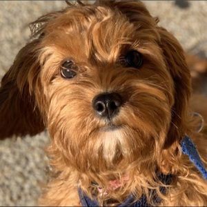 Meet your Posher, CINDY